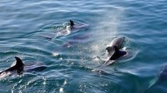 Des dauphins aperçus dans la Garonne à Bordeaux, un phénomène exceptionnel