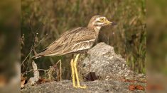 Perpignan : un petit couple d’oiseaux retarde la construction de la nouvelle prison