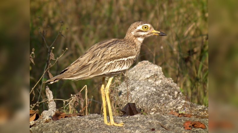 Oedicnème criard - Source : Wikipédia - Par Sumeet Moghe from Pune, india — Eurasian ThickneeUploaded by Snowmanradio, CC BY 2.0, https://commons.wikimedia.org/w/index.php?curid=12188075