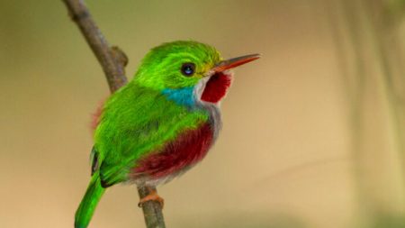 Les couleurs châtoyantes du petit todier de Cuba le rendent « indescriptiblement adorable »