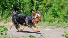 Un brave yorkshire-terrier âgé se fait mordre par un serpent venimeux pour protéger ses propriétaires en randonnée