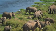 Le Kenya sévit contre le braconnage d’éléphants et voit leur nombre doubler en trois décennies