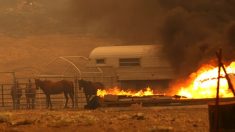 Un homme sauve plus de 1000 animaux de ferme des feux de forêt en Californie