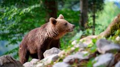 Un troisième ours abattu dans les Pyrénées, ses défenseurs enragent