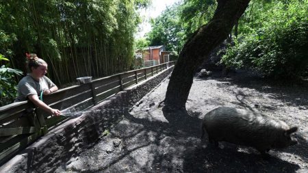 La phalange d’un enfant arrachée par un cochon laineux dans un parc animalier de La Garenne (Le Vaud)