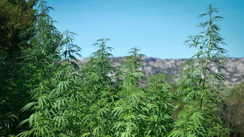 Plantation de cannabis - Illustration (Photo credit should read GERARD JULIEN/AFP via Getty Images)