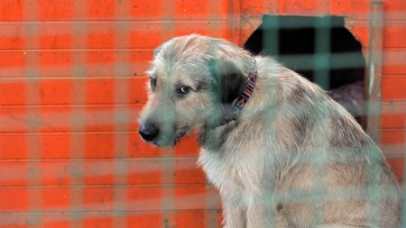 Un jeune sapeur-pompier parcourt la Bretagne à vélo pour lutter contre les abandons d’animaux