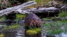 Les castors de retour pour de bon dans une rivière anglaise