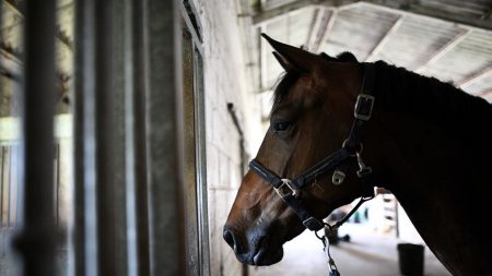 Cheval mutilé dans le Roannais : l’enquête écarte la piste humaine, l’affaire est classée sans suite