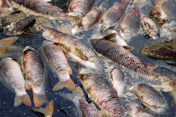 14 espèces de poissons ont été touchées dont des espèces protégées comme l'anguille ou la lamproie. (Photo : RAYMOND ROIG/AFP via Getty Images)