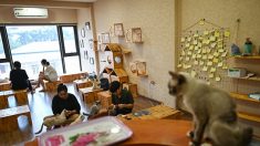 Au Vietnam, un café recueille des chats à adopter