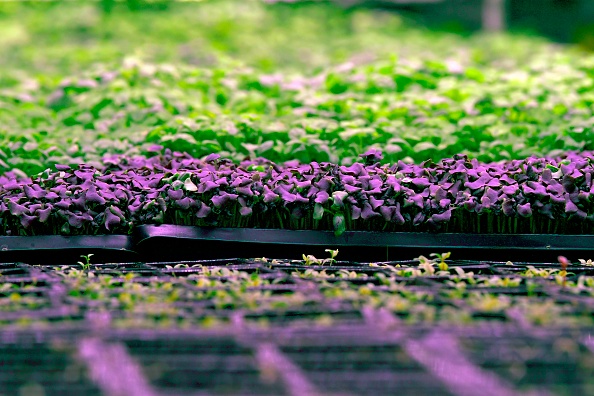 -Les fermes al-Badia des Émirats arabes unis à Dubaï, utilisent une technologie hydroponique innovante pour cultiver des fruits et légumes toute l'année, le 4 août 2020. Photo par KARIM SAHIB / AFP via Getty Images.