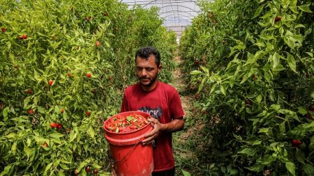 A Gaza, ces Palestiniens qui parlent hébreu 15 ans après le retrait d’Israël