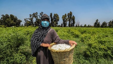 Un village égyptien embaume le monde d’effluves de jasmin