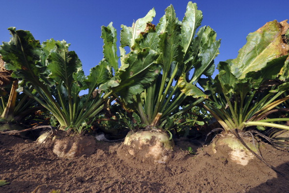 La France, premier producteur de sucre européen. (Photo : PHILIPPE HUGUEN/AFP via Getty Images)