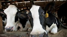 Une centaine de vaches périssent dans l’incendie d’une ferme pédagogique dans la Loire