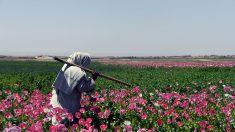 Les Afghans poussés vers les champs de pavots par la guerre et le coronavirus