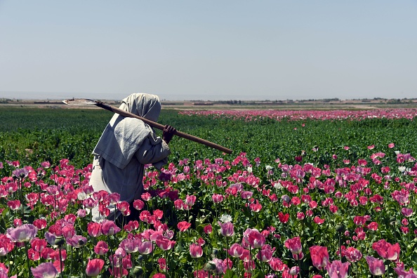 -Illustration- Un agriculteur afghan traverse un champ de pavot dans le district de Zari, dans la province de Kandahar, le 31 mars 2017. Photo JAVED TANVEER / AFP via Getty Images.