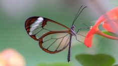 La transparence des ailes de ce papillon nous émerveille et nous surprend