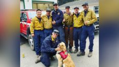 Un Golden Retriever de 2 ans dispense son amour et offre du réconfort aux pompiers qui combattent le feu