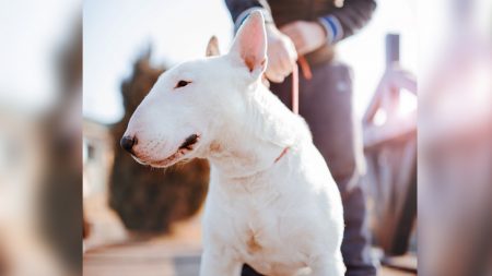 Un brave bull terrier blessé par balle par un voleur alors qu’il protégeait la vie de son maître survit et remporte le prix du héros animal