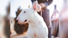 Un chien héroïque se fait tirer dans la poitrine en tentant de protéger sa famille et subit deux opérations chirurgicales majeures