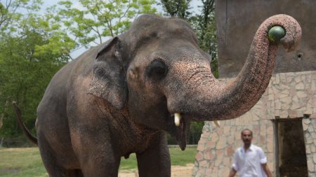 L’éléphant le plus solitaire du monde enchaîné depuis 35 ans se dirige enfin vers un nouvelle vie