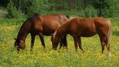 Chevaux mutilés : ce que l’on sait de la vague d’attaques en France