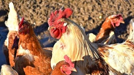 Ardèche : une famille demande justice pour son coq Marcel sauvagement assassiné