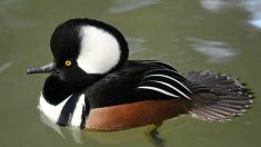 Les 7 canards les plus beaux et les plus exceptionnels du monde