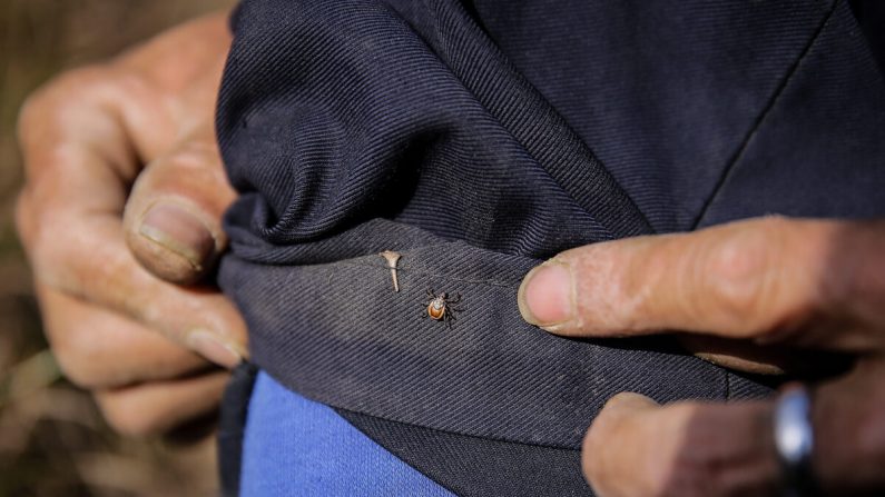 Après avoir cueilli du pâturin, une personne remarque une tique sur ses vêtements, dans les montagnes du village de Radish du comté de Wenchuan, dans la préfecture autonome tibétaine de Ngawa et de Qiang, de la province du Sichuan, en Chine, le 27 mars 2018. (Wang He/Getty Images)