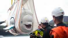 Deux bélugas atteignent enfin la mer après un voyage épique depuis des années de captivité