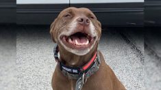 Un pitbull croisé non adopté devient le premier officier de sauvetage au poste de police de Philadelphie