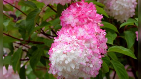 L’hortensia vanille-fraise est une belle et douce surprise dont votre jardin a besoin