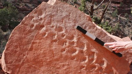 Les plus anciennes empreintes fossiles de vertébrés jamais trouvées, au Grand Canyon, ont 313 millions d’années