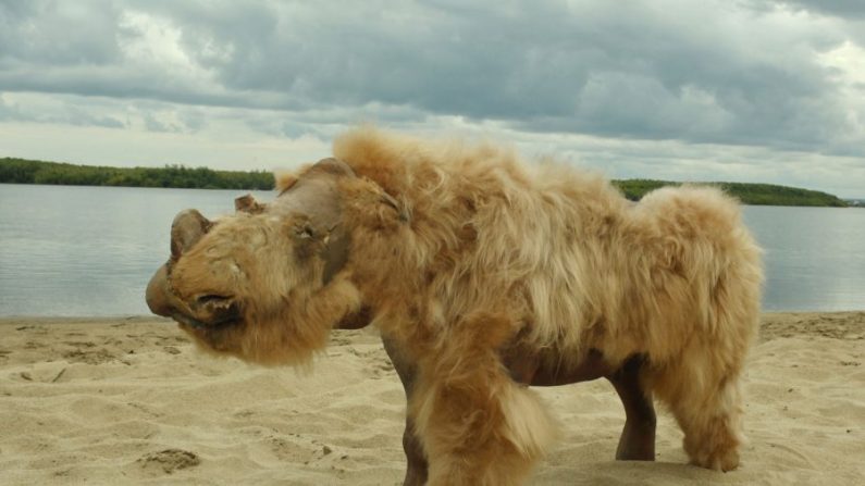 Le corps d'un rhinocéros laineux préservé dans une photo d'archive. (Avec l'aimable autorisation d'Albert Protopopov)