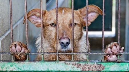 Plus de 8 000 animaux abandonnés cet été, la SPA lance le « mois de l’adoption »