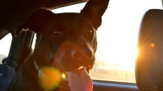 A-t-on le droit de briser la vitre d’une voiture pour libérer un chien pendant les fortes chaleurs ?