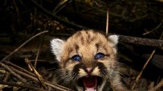 Zoo de Vincennes : un adorable bébé puma est né à Paris