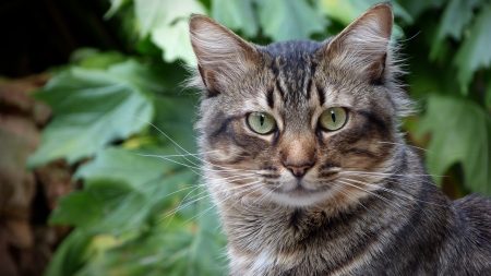 Le président des chasseurs évoque à nouveau la nécessité de « piéger les chats » qui menacent la biodiversité