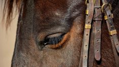 Un cheval retrouvé égorgé près de Lannion dans les Côtes-d’Armor