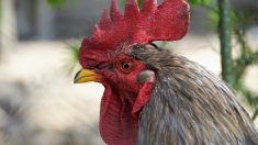 Morbihan : la vie du coq Marcel ne sera finalement pas « abrégée » parce qu’il chantait trop fort