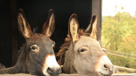 À 17 ans, Floriance accueille les animaux abandonnés pour leur offrir une deuxième vie