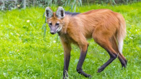 Cet animal « mi-chien, mi-loup, mi-cerf » étonne le monde entier – voici de quoi il s’agit :