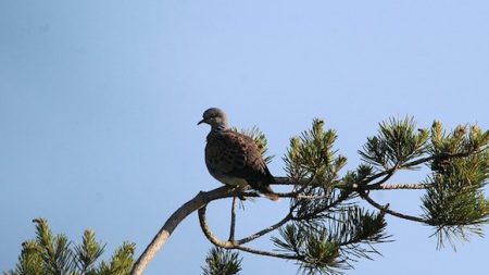 LPO : l’association attaque l’autorisation de l’abattage de milliers de tourterelles des bois