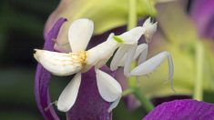 Cette fleur a-t-elle mangé un papillon ? Cet incroyable insecte imite mieux les orchidées que les vraies