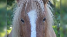 Pyrénées-Atlantiques : encore un poney retrouvé mutilé, cette fois à Pau