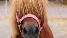 Attaques contre les équidés: une ponette mutilée et tuée en Saône-et-Loire