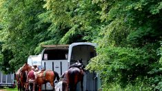 Alsace : un cheval se coince la patte dans son van, la quatre-voies est fermée à la circulation