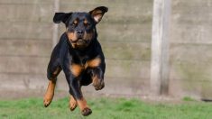 Pyrénées-Orientales : un retraité violemment attaqué par un rottweiler en essayant de protéger sa chienne